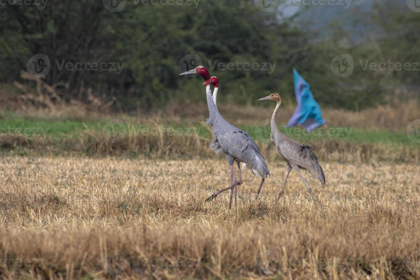 Sarus crane or Antigone antigone observed near Nalsarovar in Gujarat, India photo