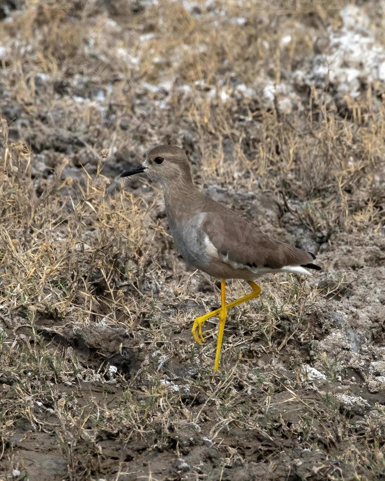 White-tailed lapwing or Vanellus leucurus observed near Nalsarovar in Gujarat photo