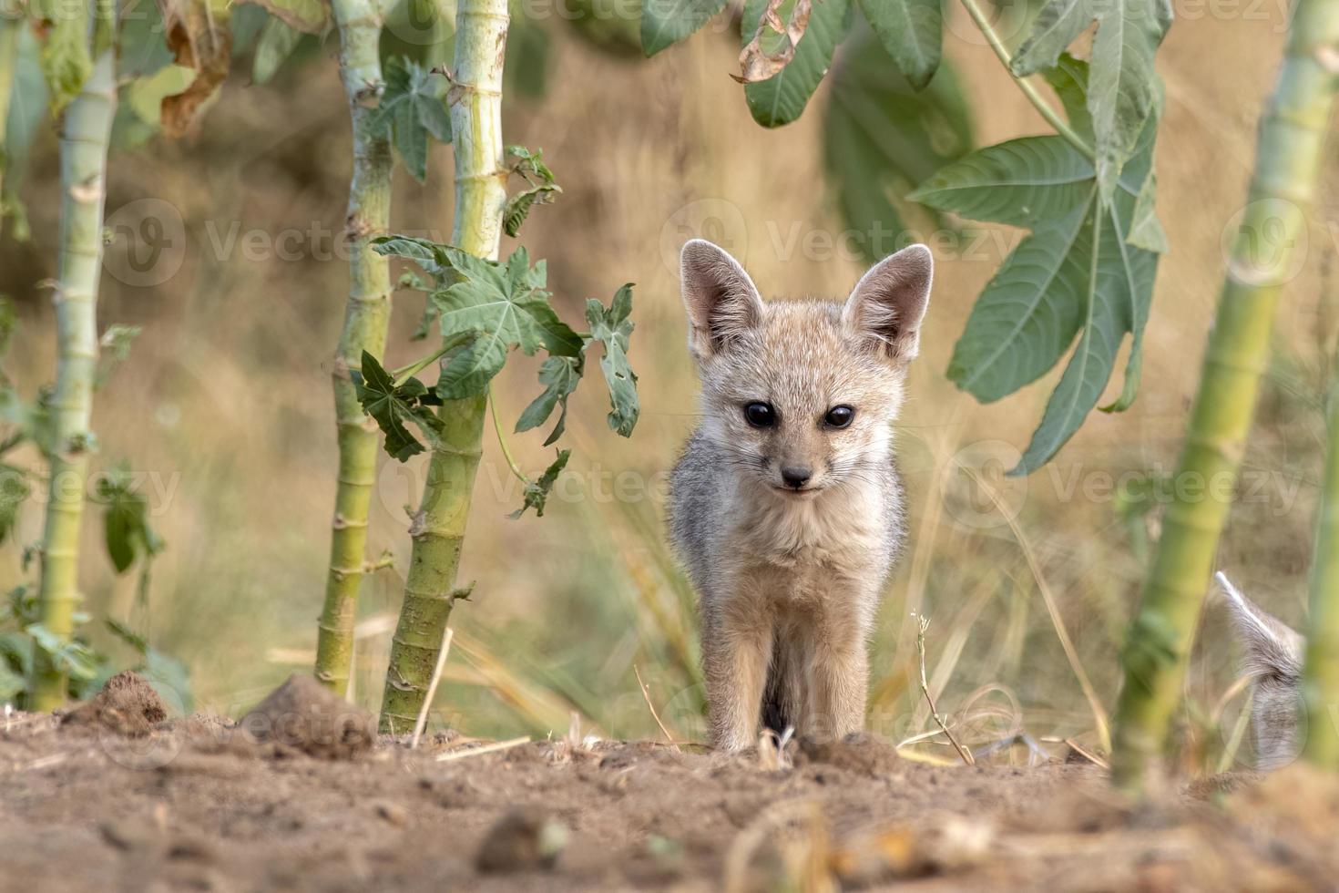 Pups of Bengal fox or Vulpes bengalensis observed near Nalsarovar in Gujarat photo