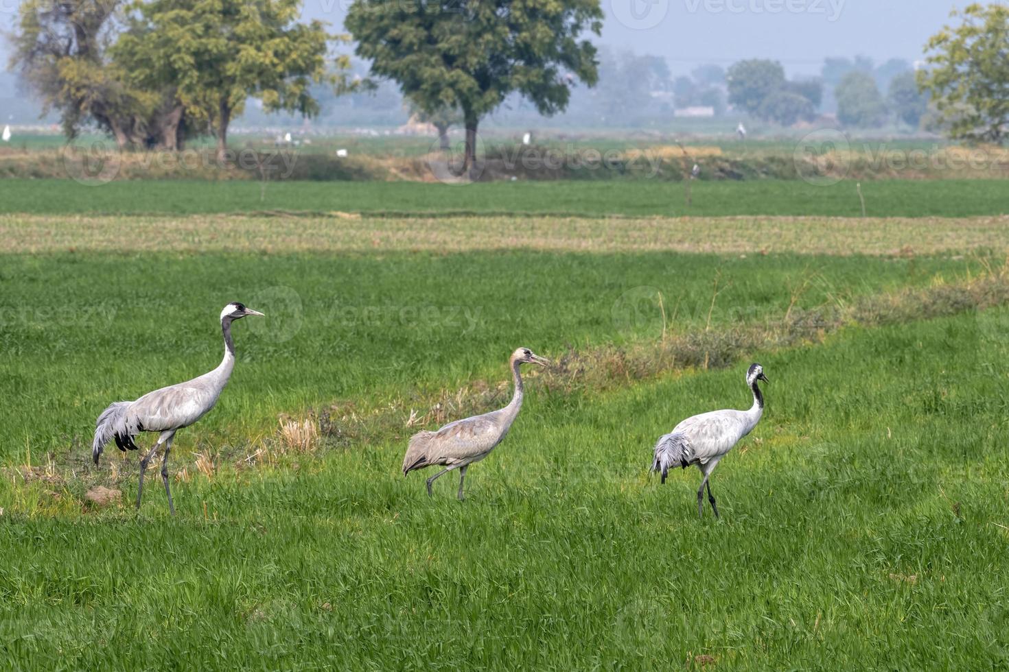 Common crane or Grus grus also known as the Eurasian crane, seen near Nalsarovar photo