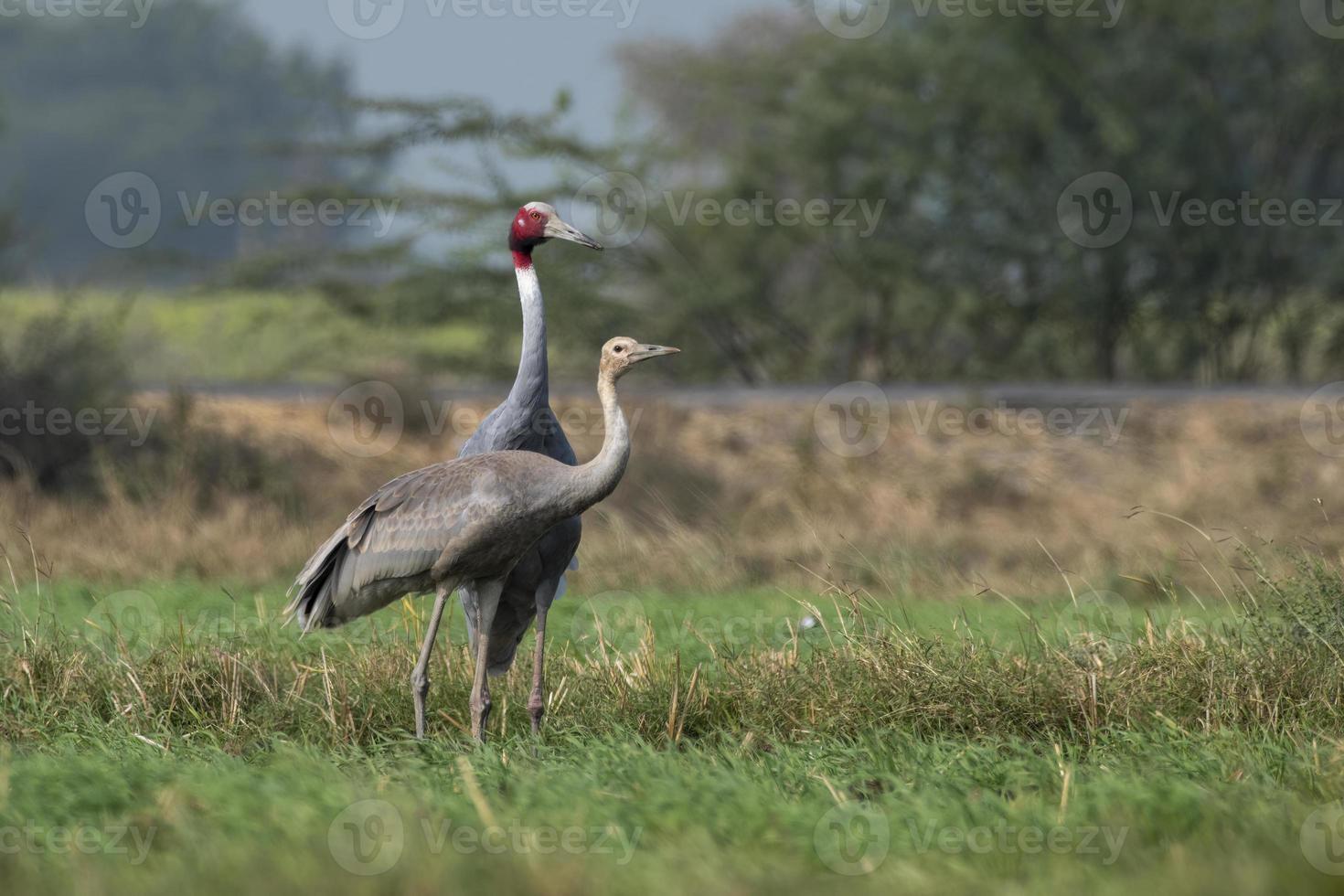 Sarus crane or Antigone antigone observed near Nalsarovar in Gujarat, India photo