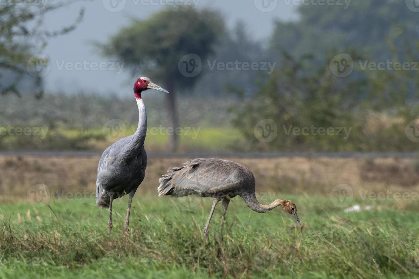 sarus grua o Antígona Antígona observado cerca nalsarovar en gujarat, India foto