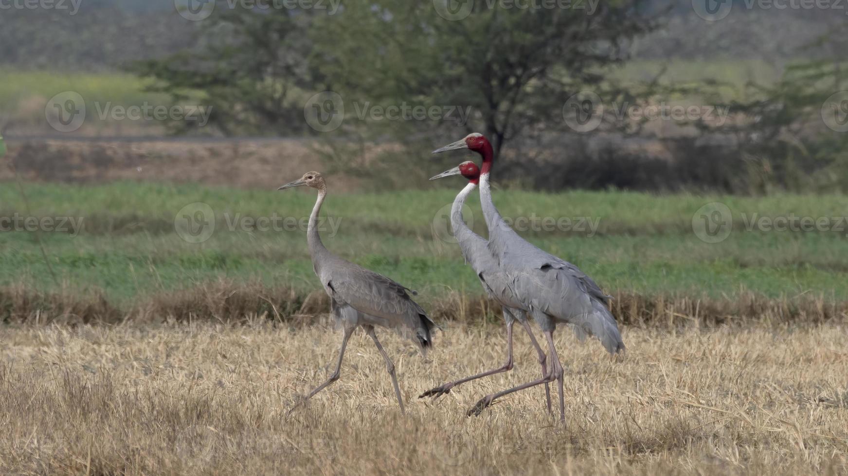 Sarus crane or Antigone antigone observed near Nalsarovar in Gujarat, India photo