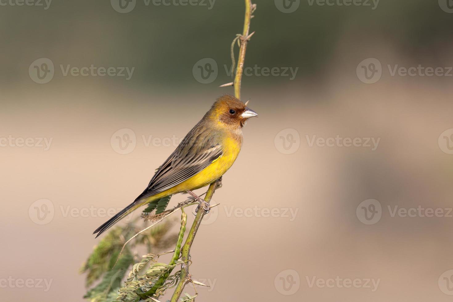 Red-headed bunting or Emberiza bruniceps observed near Nalsarovar in Gujarat photo