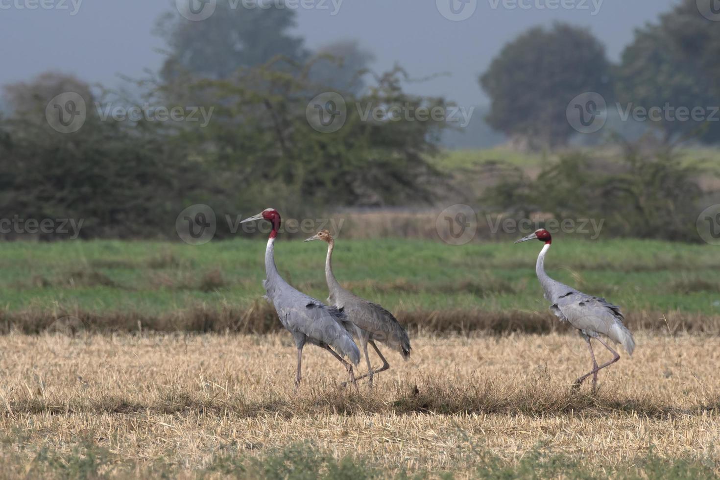 Sarus crane or Antigone antigone observed near Nalsarovar in Gujarat, India photo