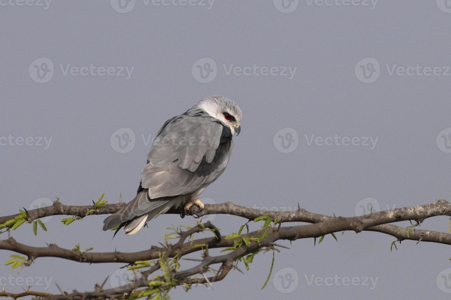 Black-winged kite or Elanus caeruleus observed near Nalsarovar in Gujarat, India photo