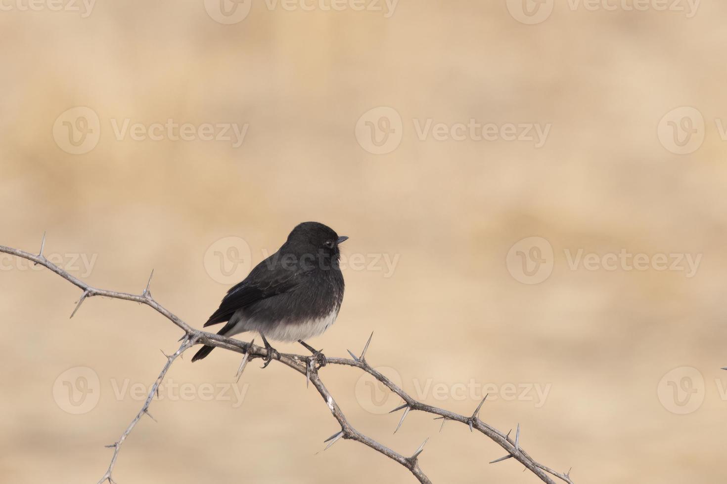 Pied bush chat or Saxicola caprata observed near Nalsarovar in Gujarat, India photo