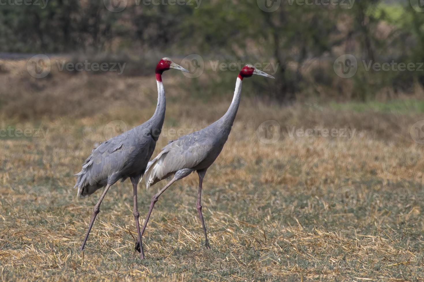 Sarus crane or Antigone antigone observed near Nalsarovar in Gujarat, India photo