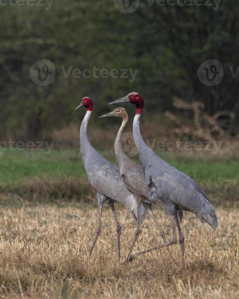 Sarus crane or Antigone antigone observed near Nalsarovar in Gujarat, India photo