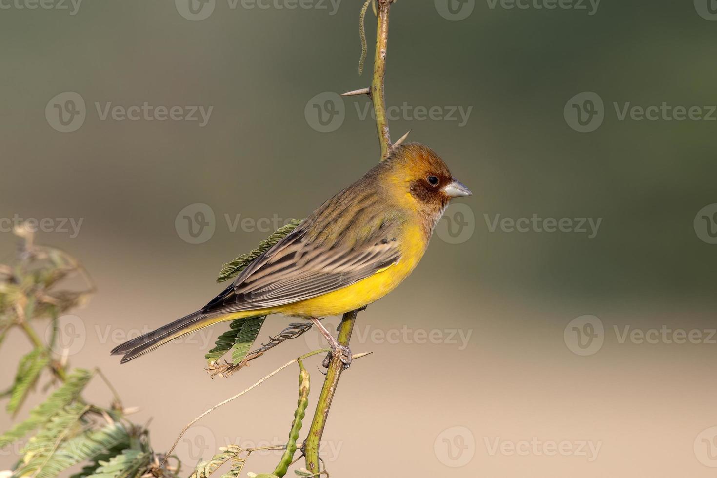 Red-headed bunting or Emberiza bruniceps observed near Nalsarovar in Gujarat photo