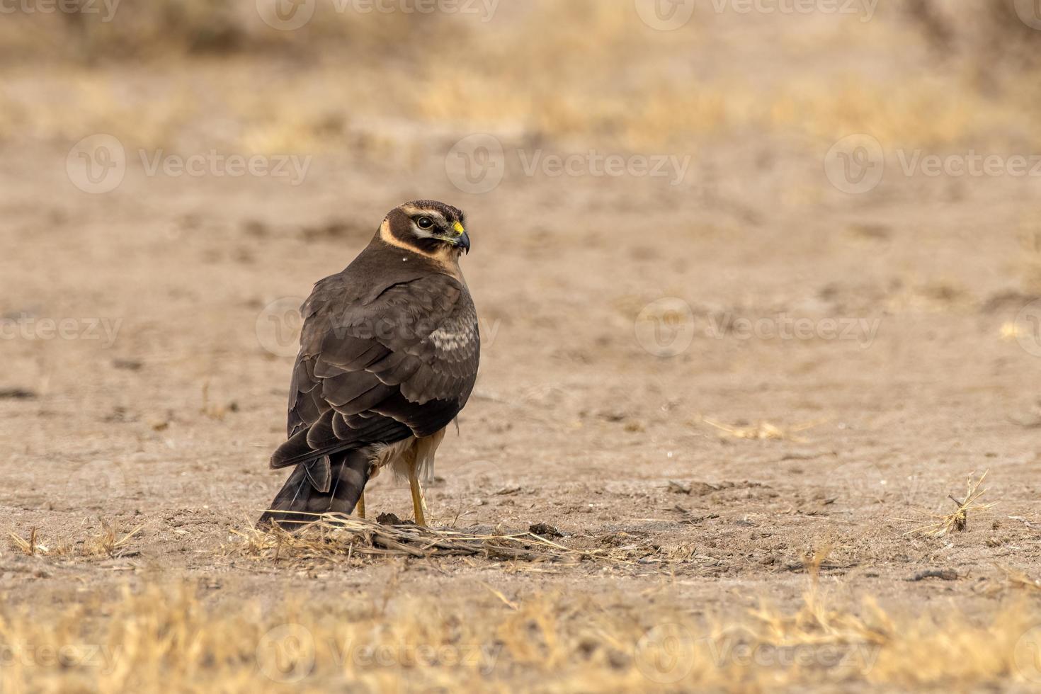 Female Pallid harrier or Circus macrourus observed near Nalsarovar in Gujarat photo