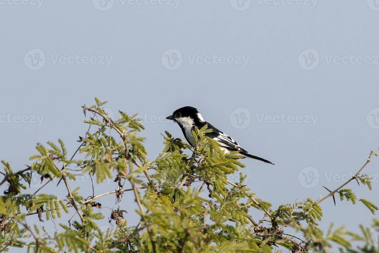 White-naped tit or Machlolophus nuchalis observed in Greater Rann of Kutch India photo