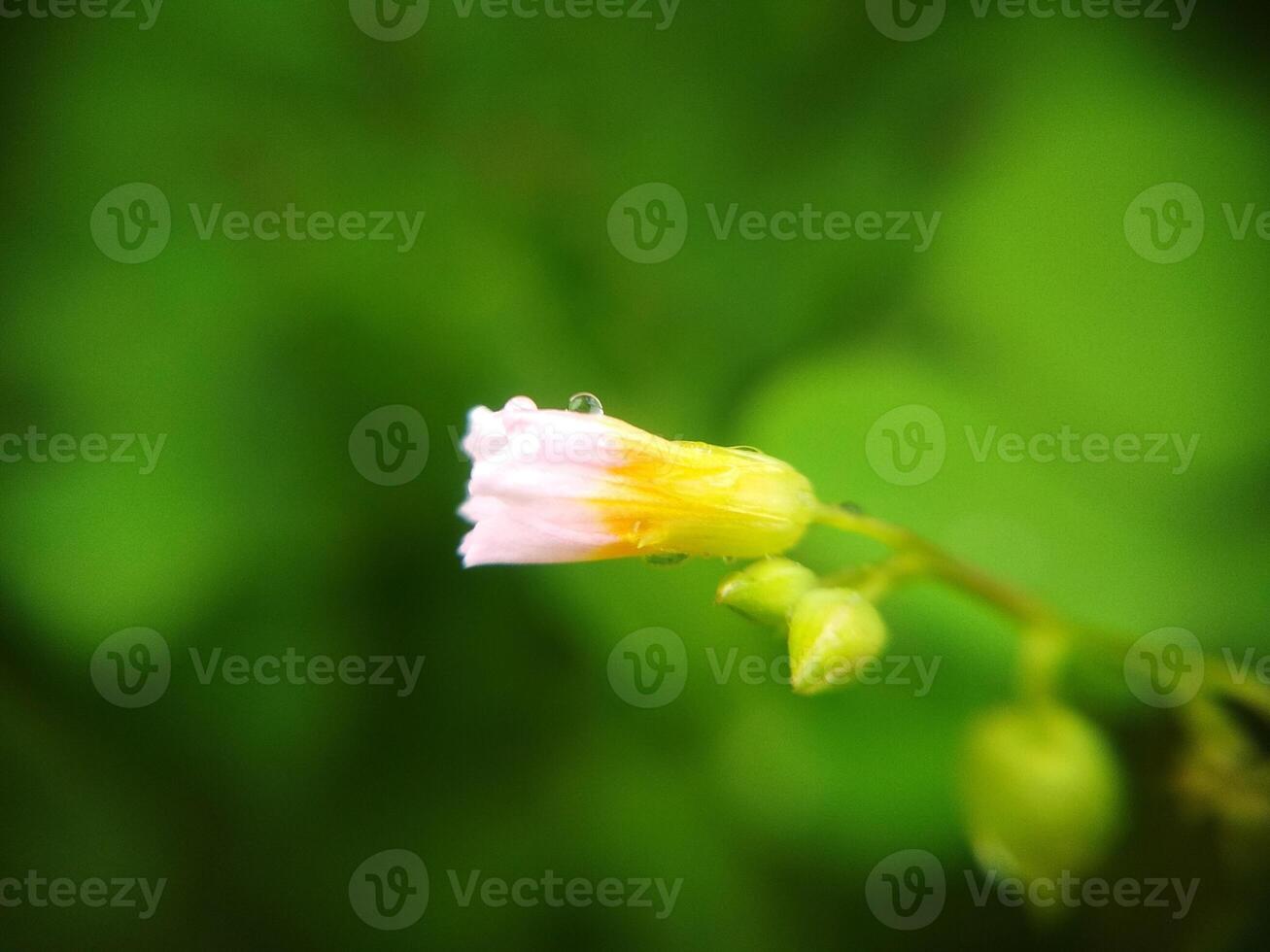 Bush flowers with blurred backgound photo