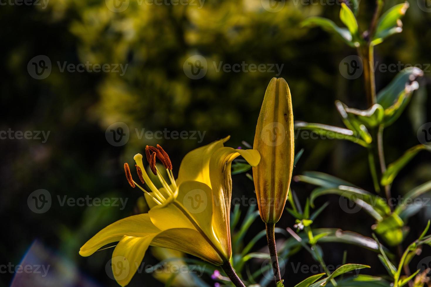 yellow lily flower among green leaves in a summer garden photo