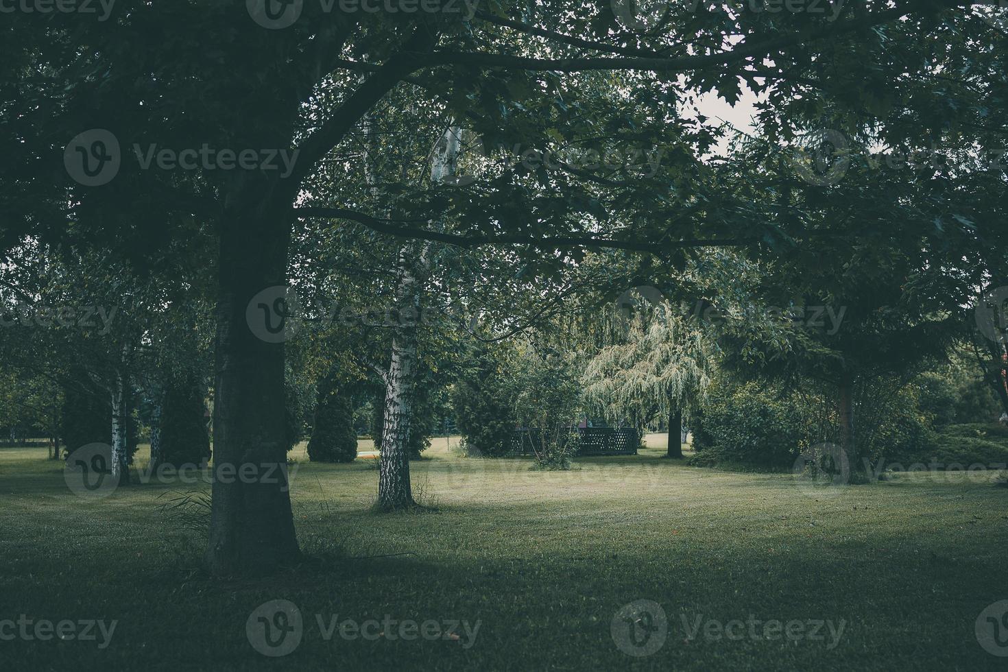 verano paisaje en el parque en un calentar nublado día foto