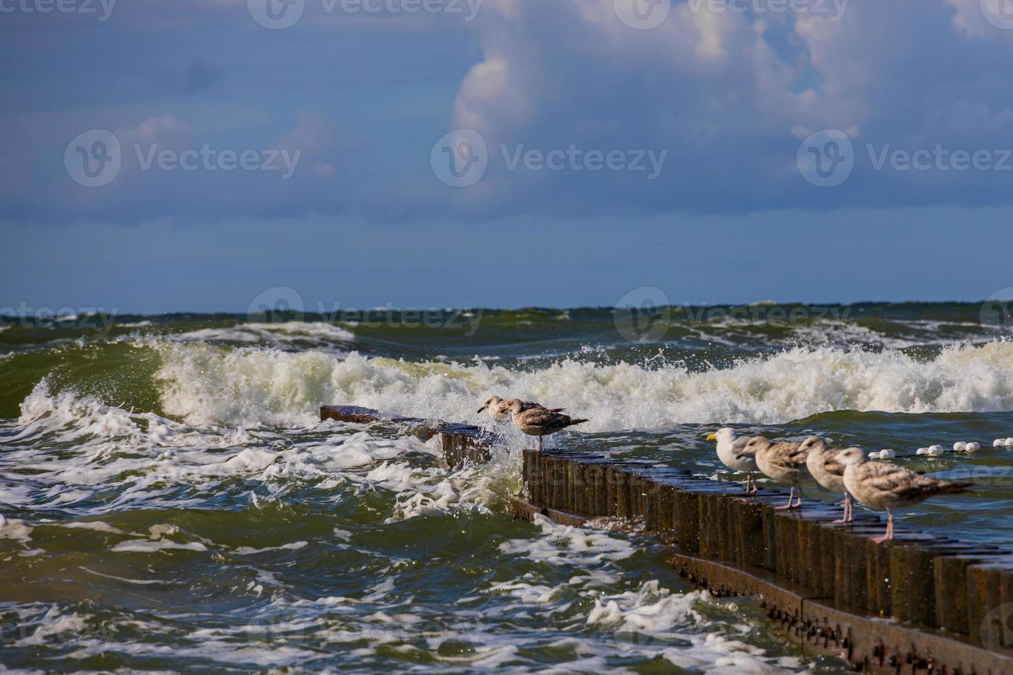 seagulls sitting on a wooden breakwater on a warm sunny summer day at the beach of the  Baltic Sea photo