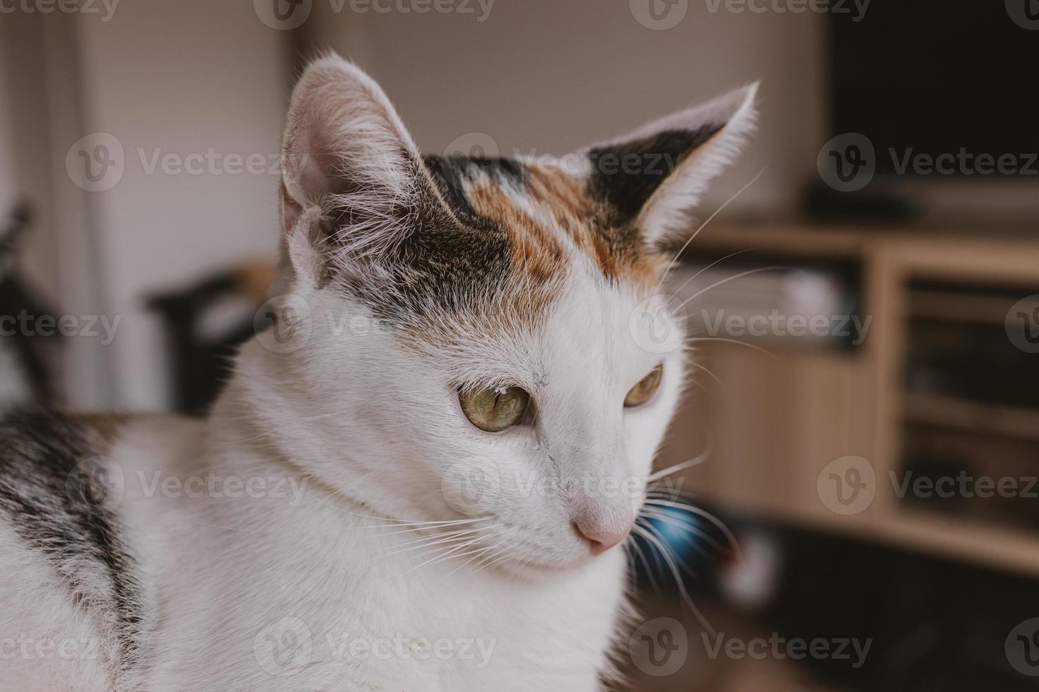 linda pequeño blanco rojo gato en de cerca foto