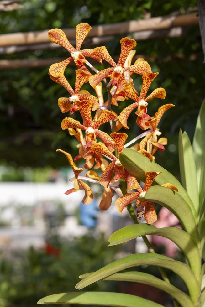 naranja Mokara orquídea flor floración en árbol con luz de sol en el jardín. foto