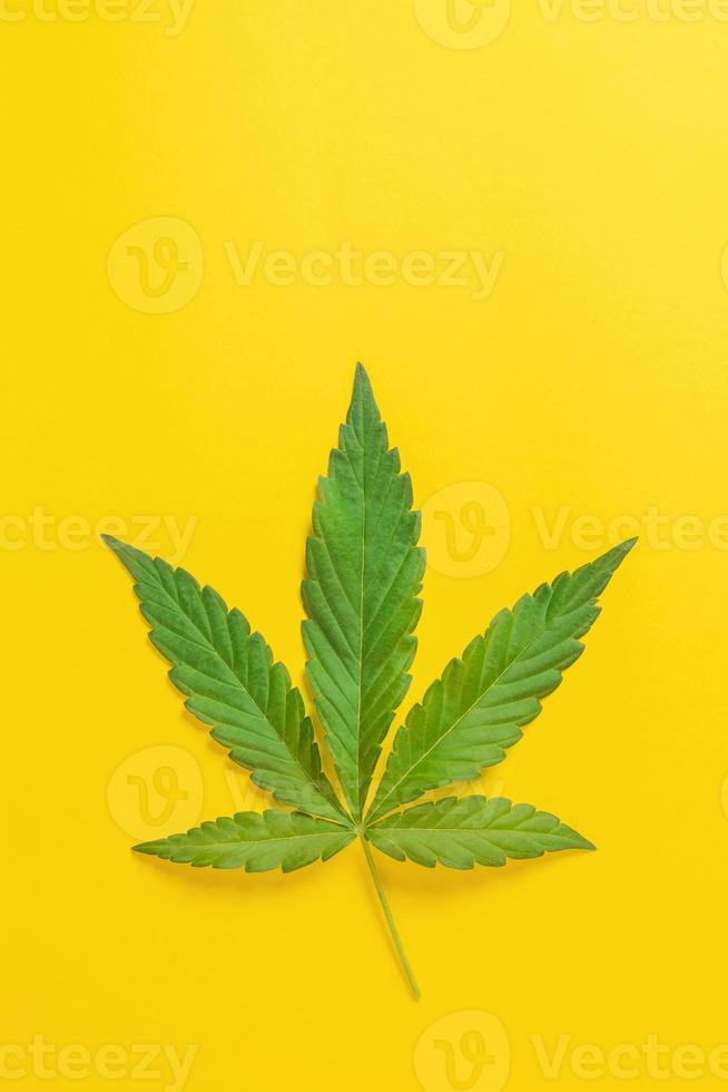 Weed, cannabis, hemp, marijuana leaf on colorful background. photo