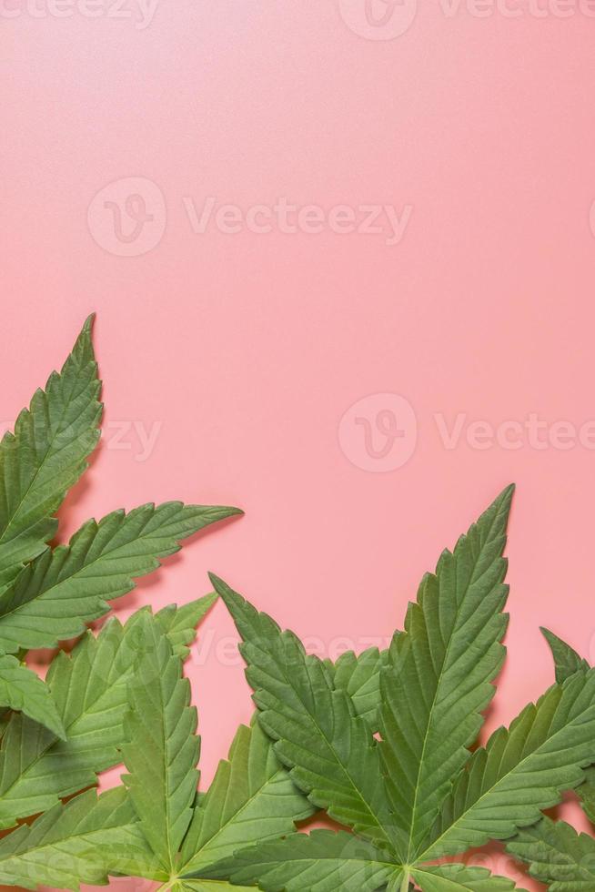 Weed, cannabis, hemp, marijuana leaf on colorful background. photo