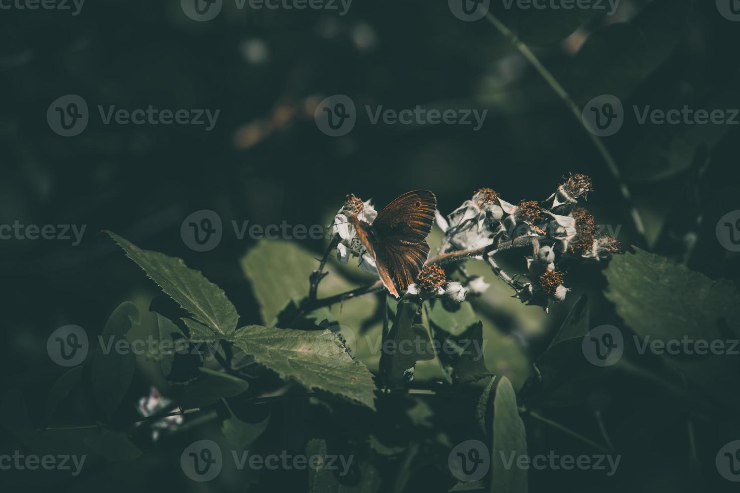 marrón mariposa en un blanco flor terminado un verde antecedentes foto