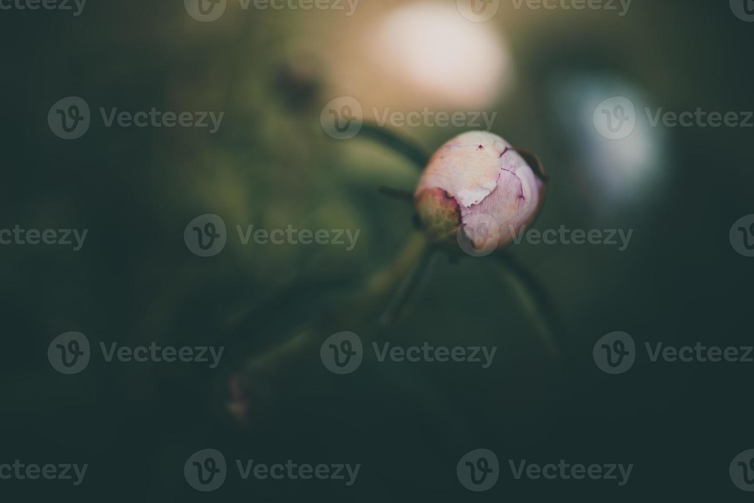 pink peony on the background of green gardens on a summer day photo