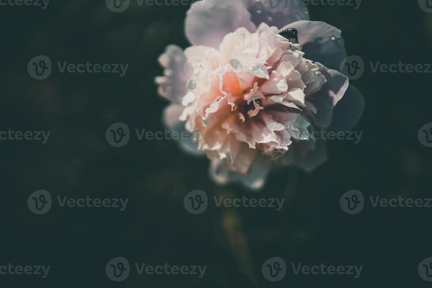 pink peony on the background of green gardens on a summer day photo