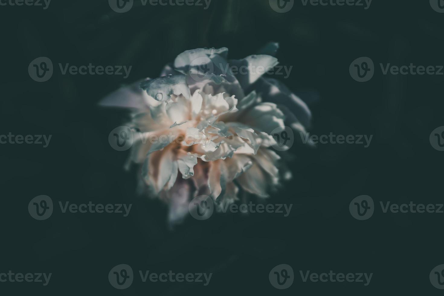 pink peony on the background of green gardens on a summer day photo