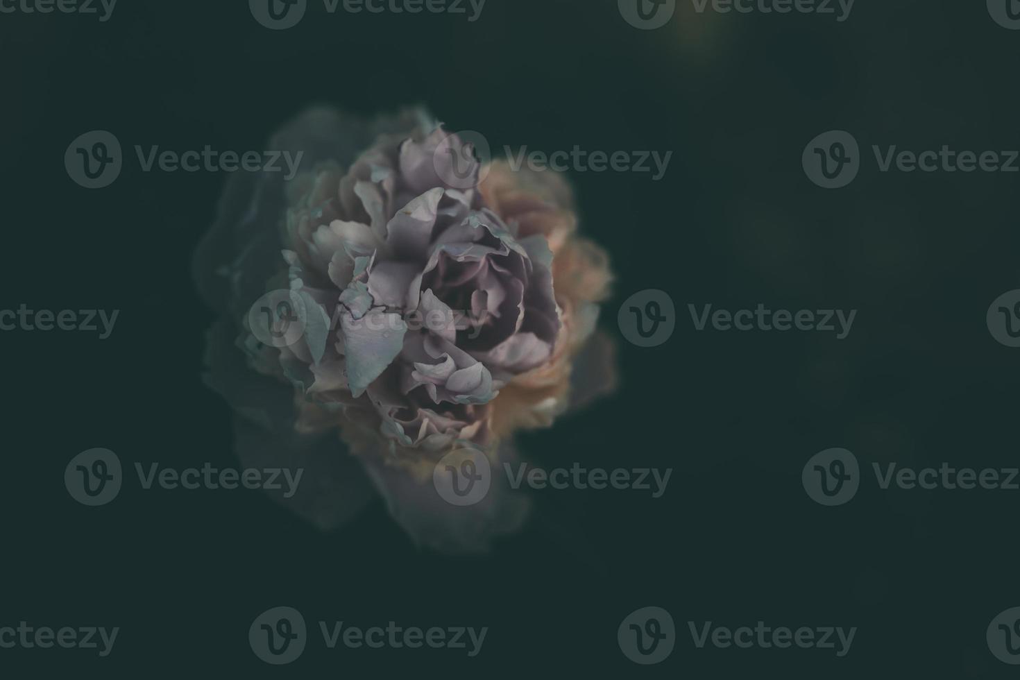 pink peony on the background of green gardens on a summer day photo