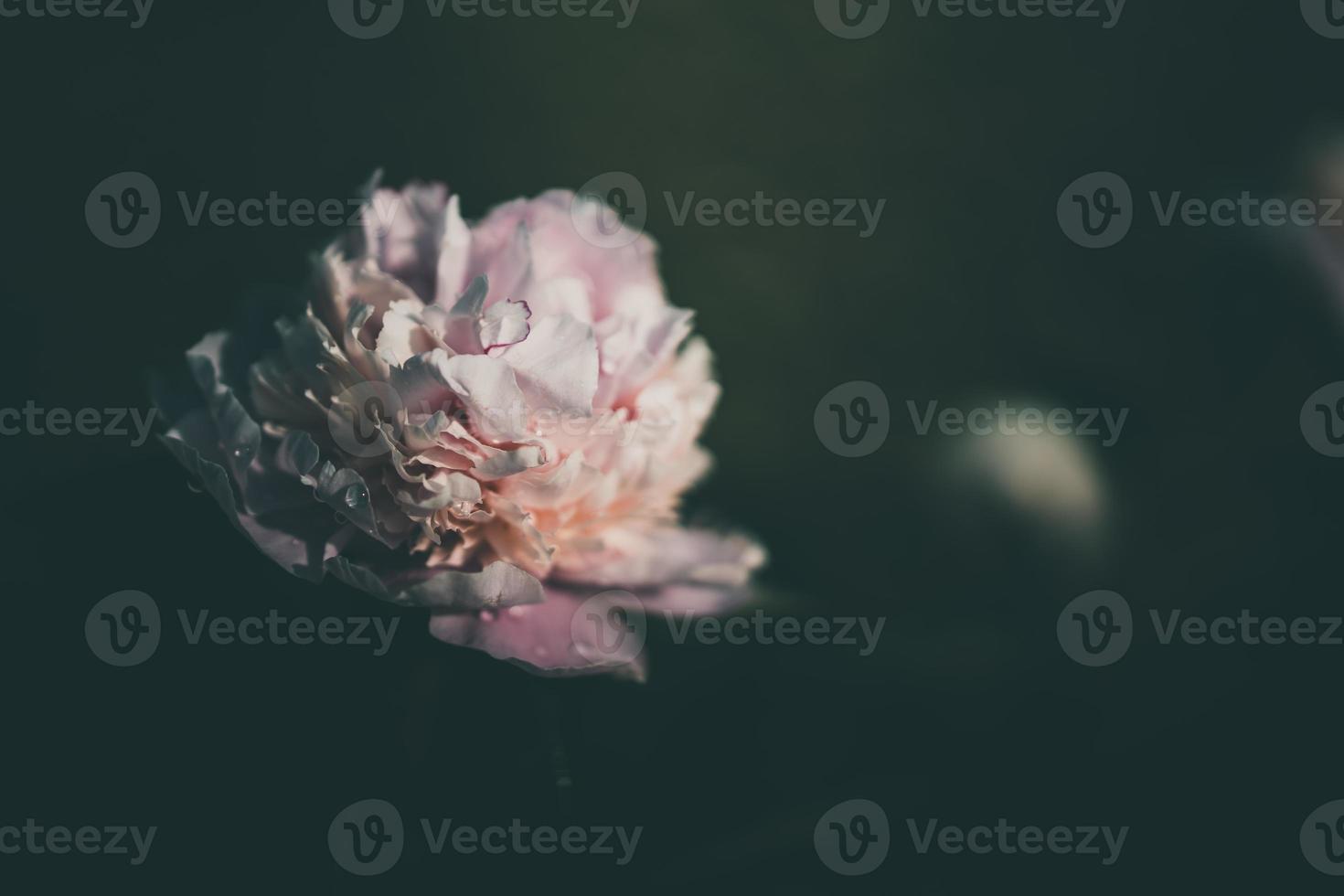 pink peony on the background of green gardens on a summer day photo