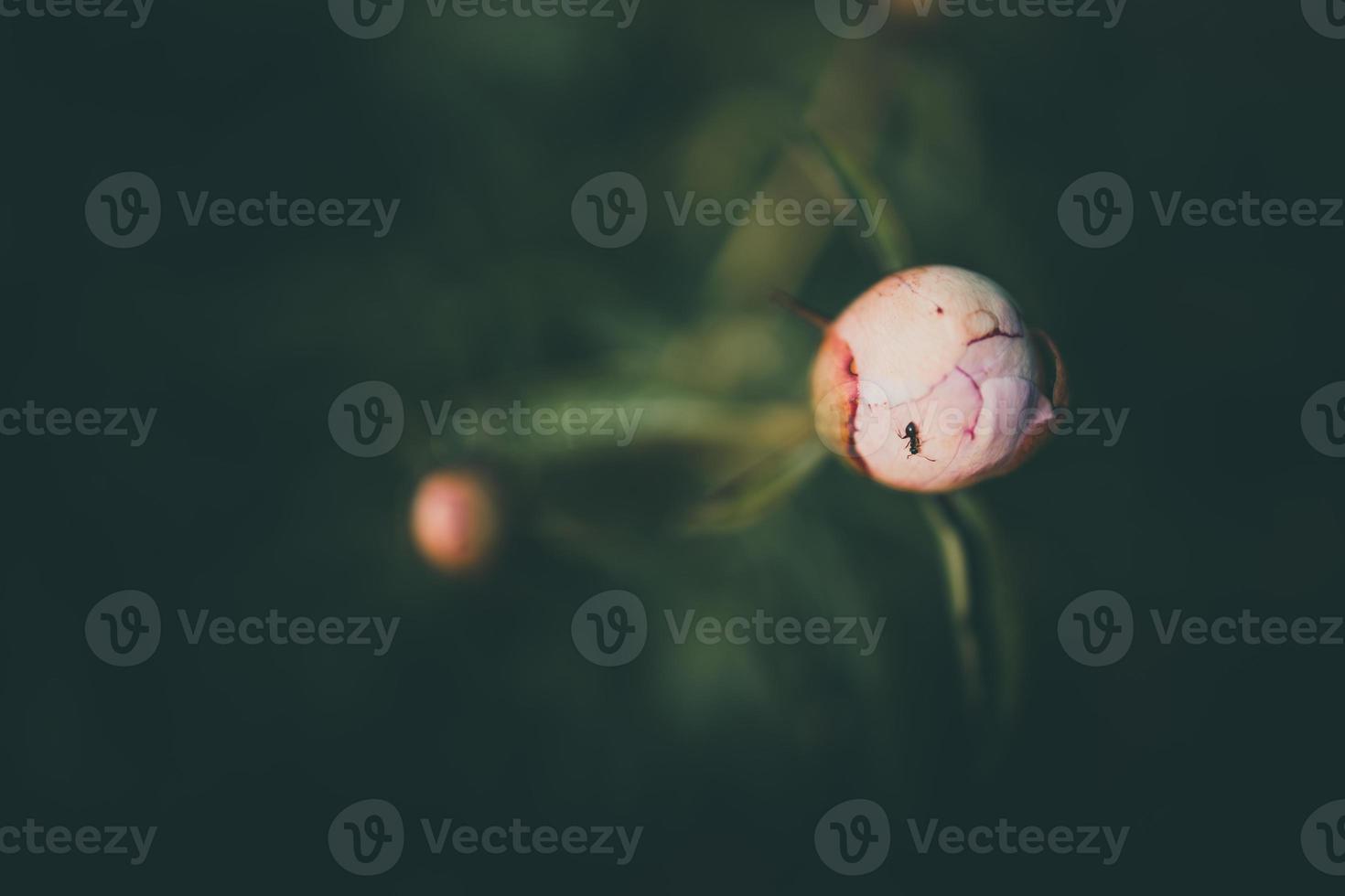 pink peony on the background of green gardens on a summer day photo