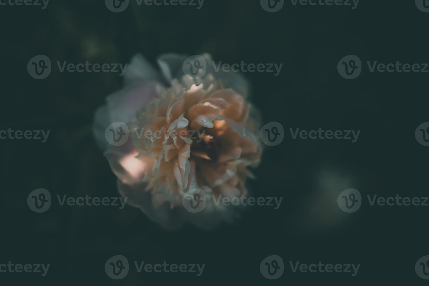 pink peony on the background of green gardens on a summer day photo