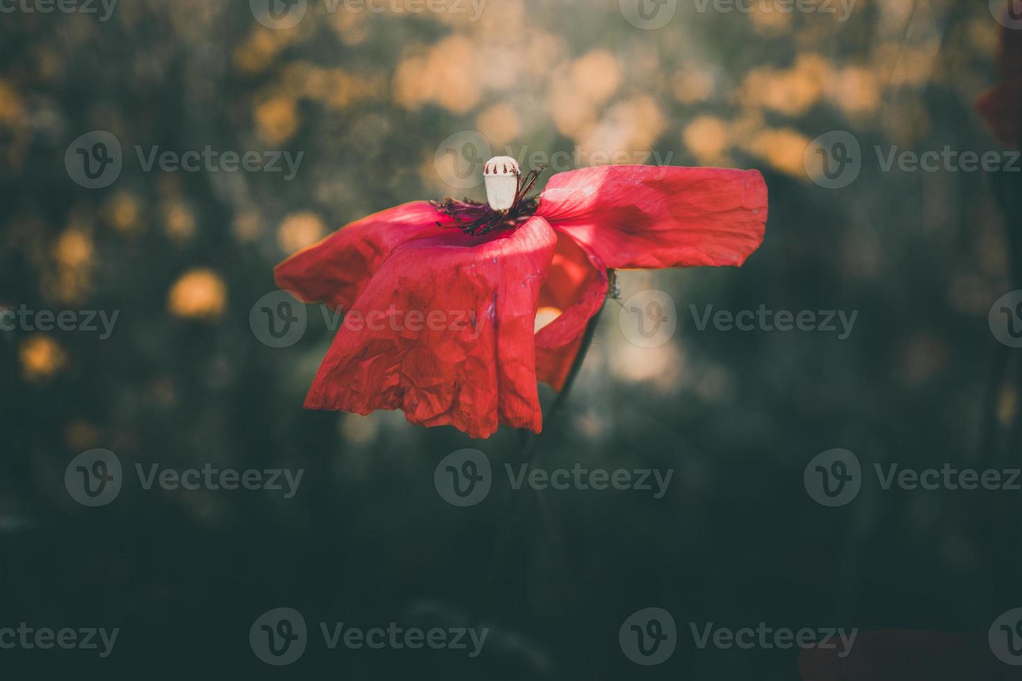 poppies growing among green grass on a summer day photo