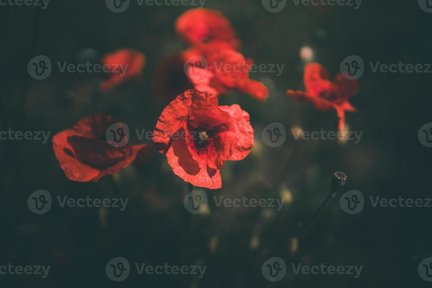 poppies growing among green grass on a summer day photo