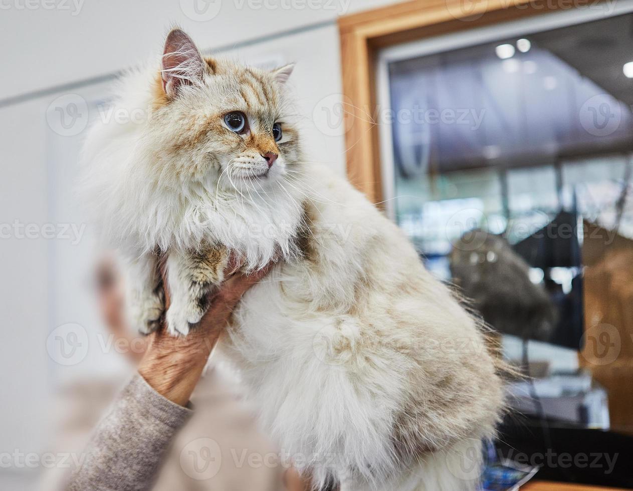siberiano gato en el manos de el propietario foto
