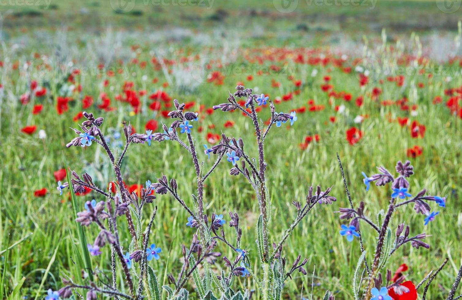 Wild red anemone flowers and blue flowers bloom in spring. Desert of