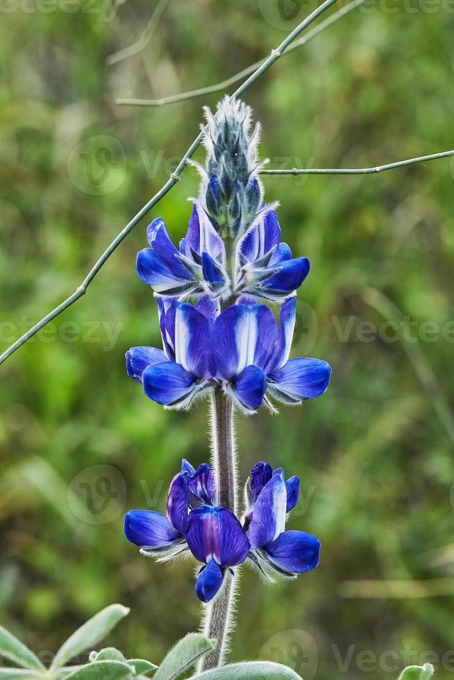 Purple mountain lupine in the rays of the setting sun photo