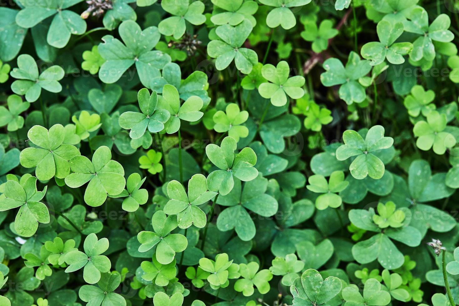 Background, texture, pattern, shamrock for shooting objects and background photo