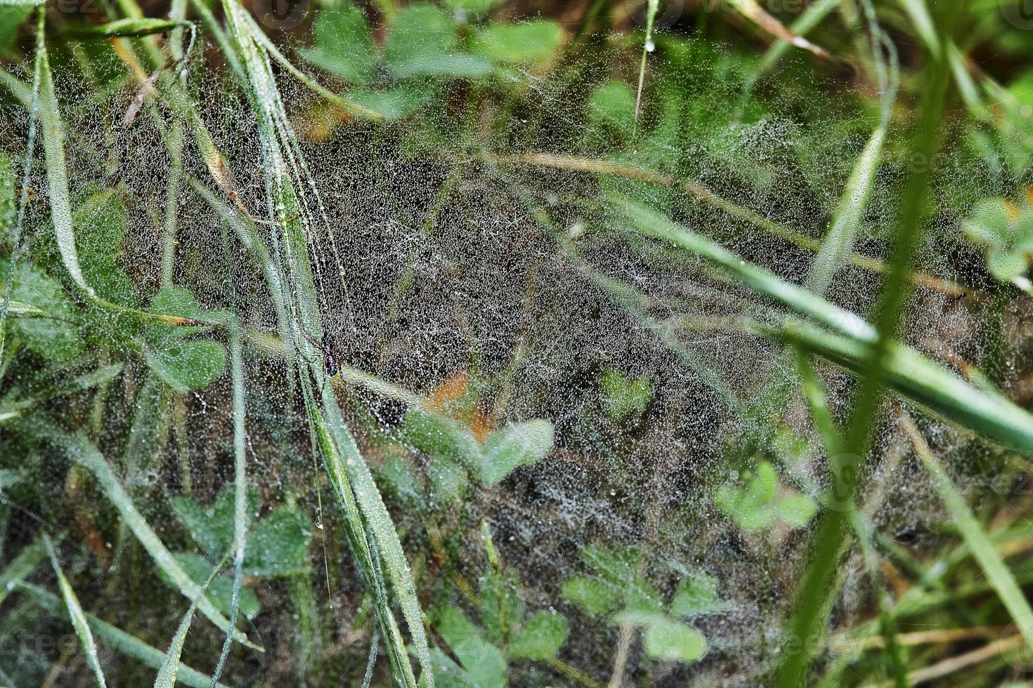 Cobweb with dew drops on green grass close-up photo