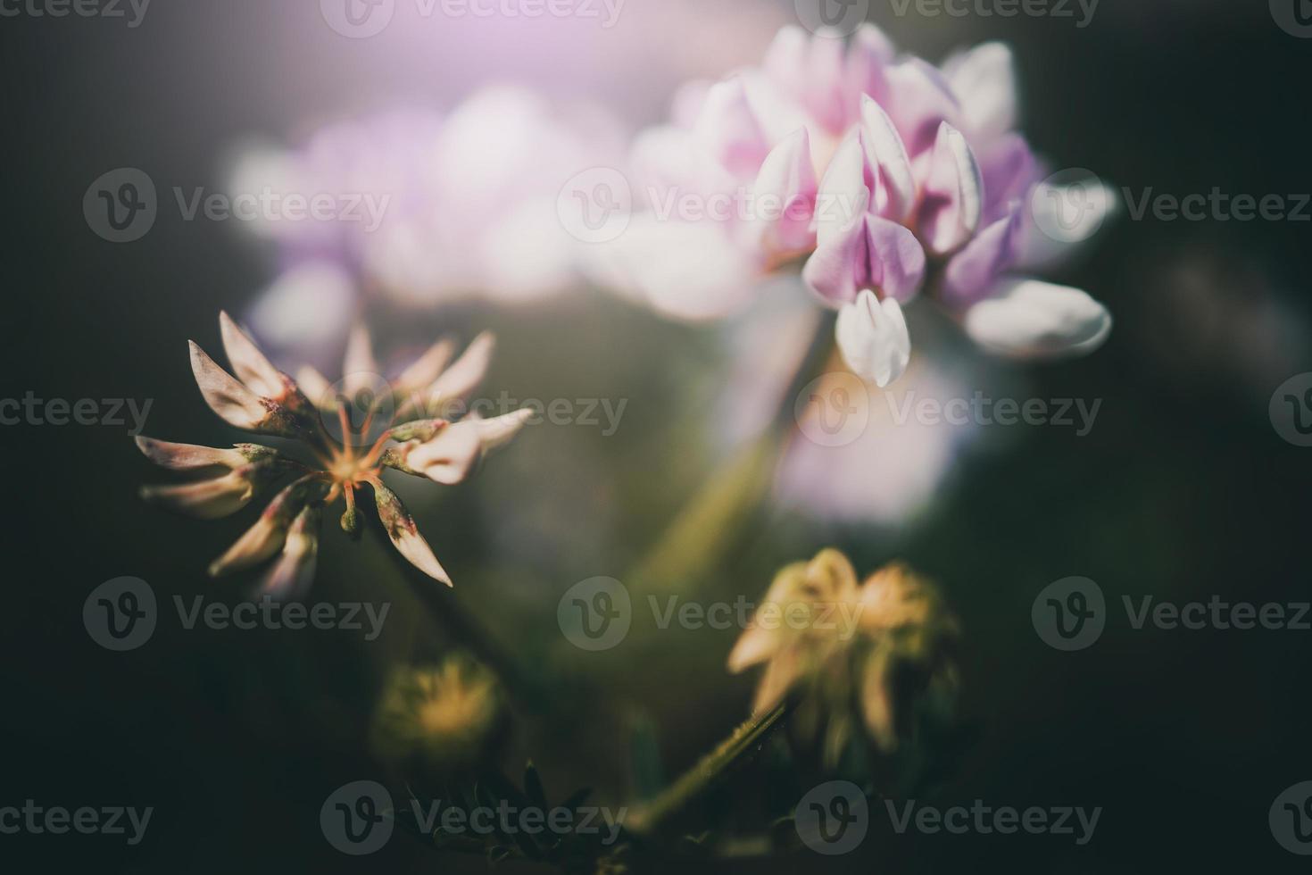 field flower in a meadow on a green background on a warm summer day photo