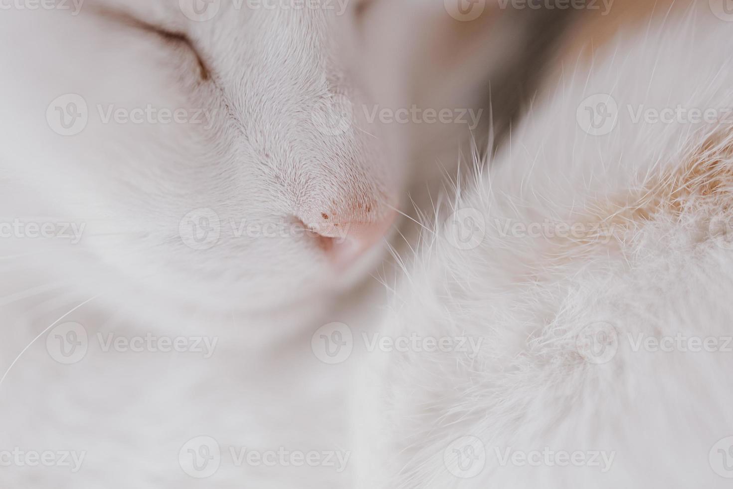 cute little white-red sleeping cat in closeup photo