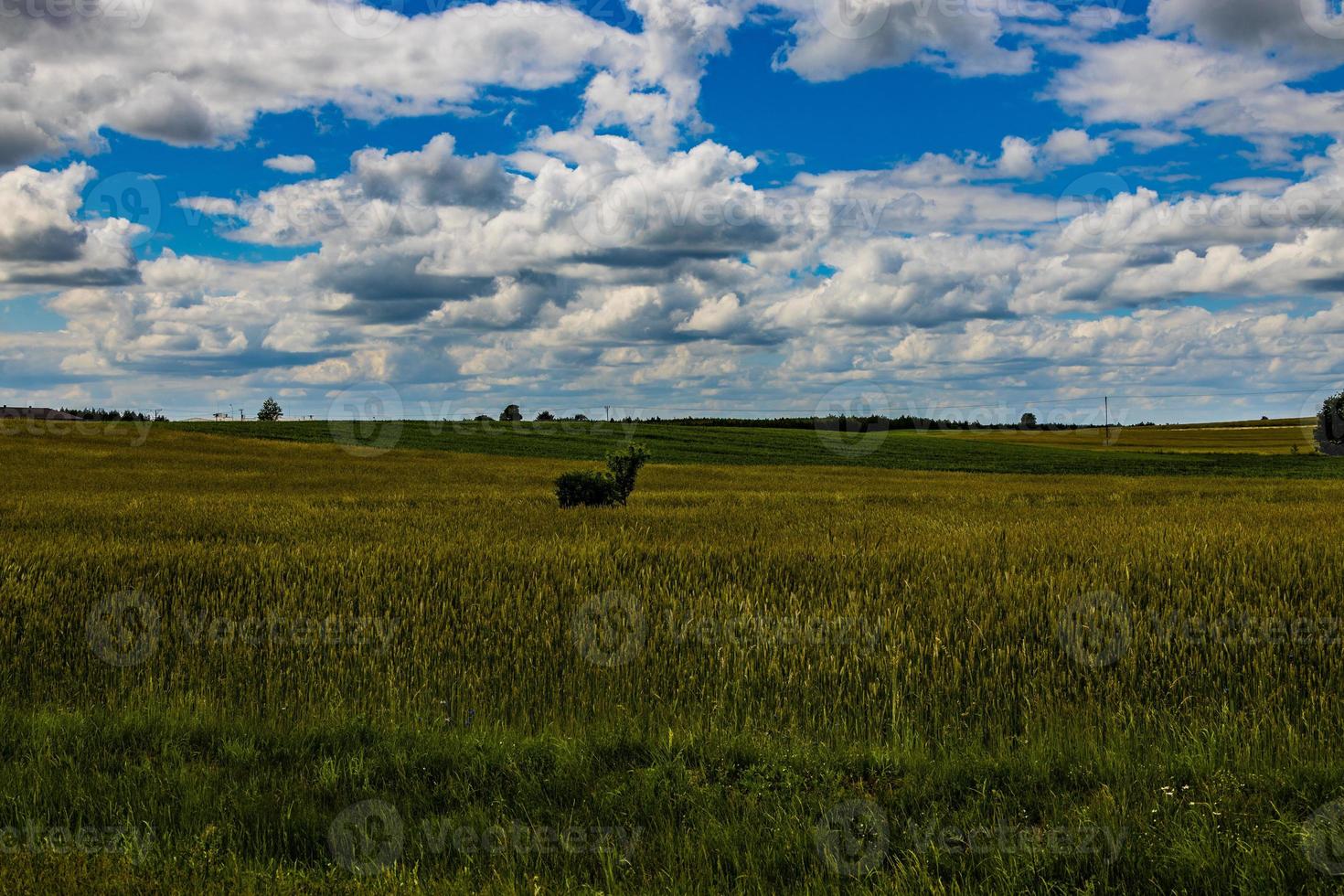 agricultural landscape in Poland on a summer day photo