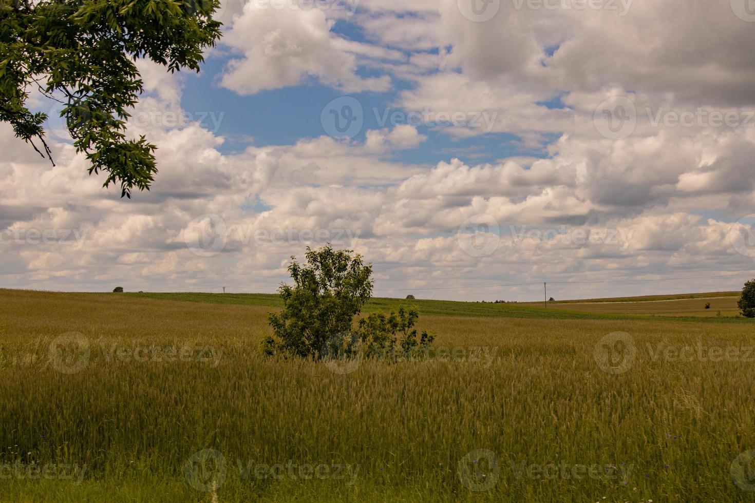 agricultural landscape in Poland on a summer day photo