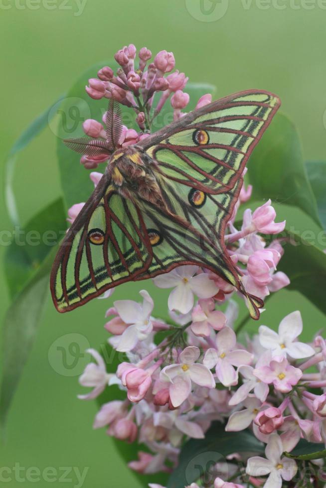 spanish moon moth photo