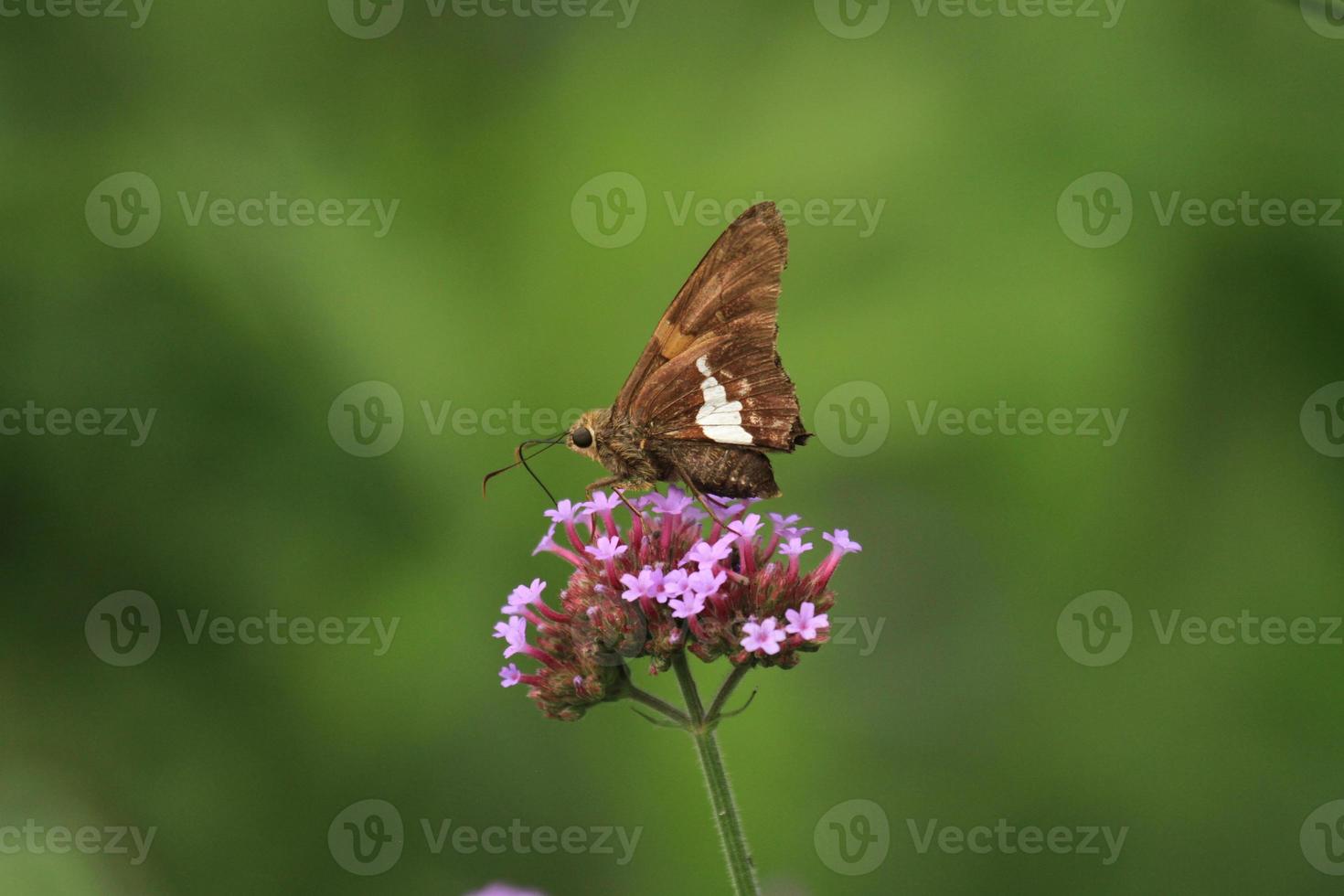 silver spotted skipper on verbena photo