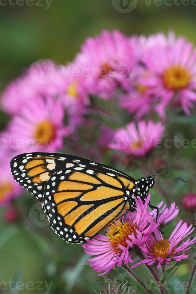 monarca mariposa en nuevo Inglaterra aster foto