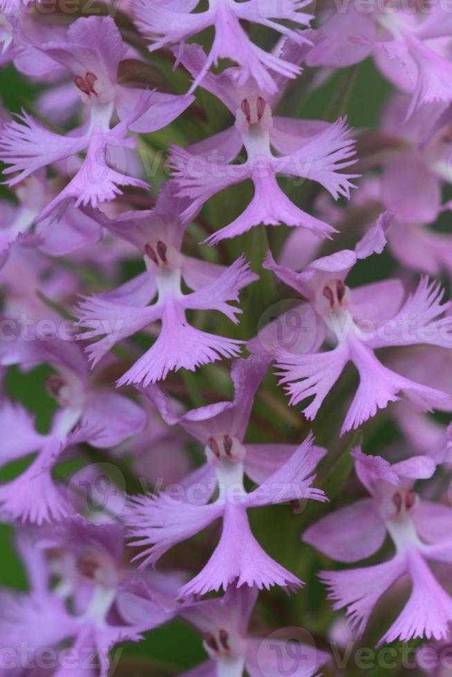 purple fringed orchid flowers photo