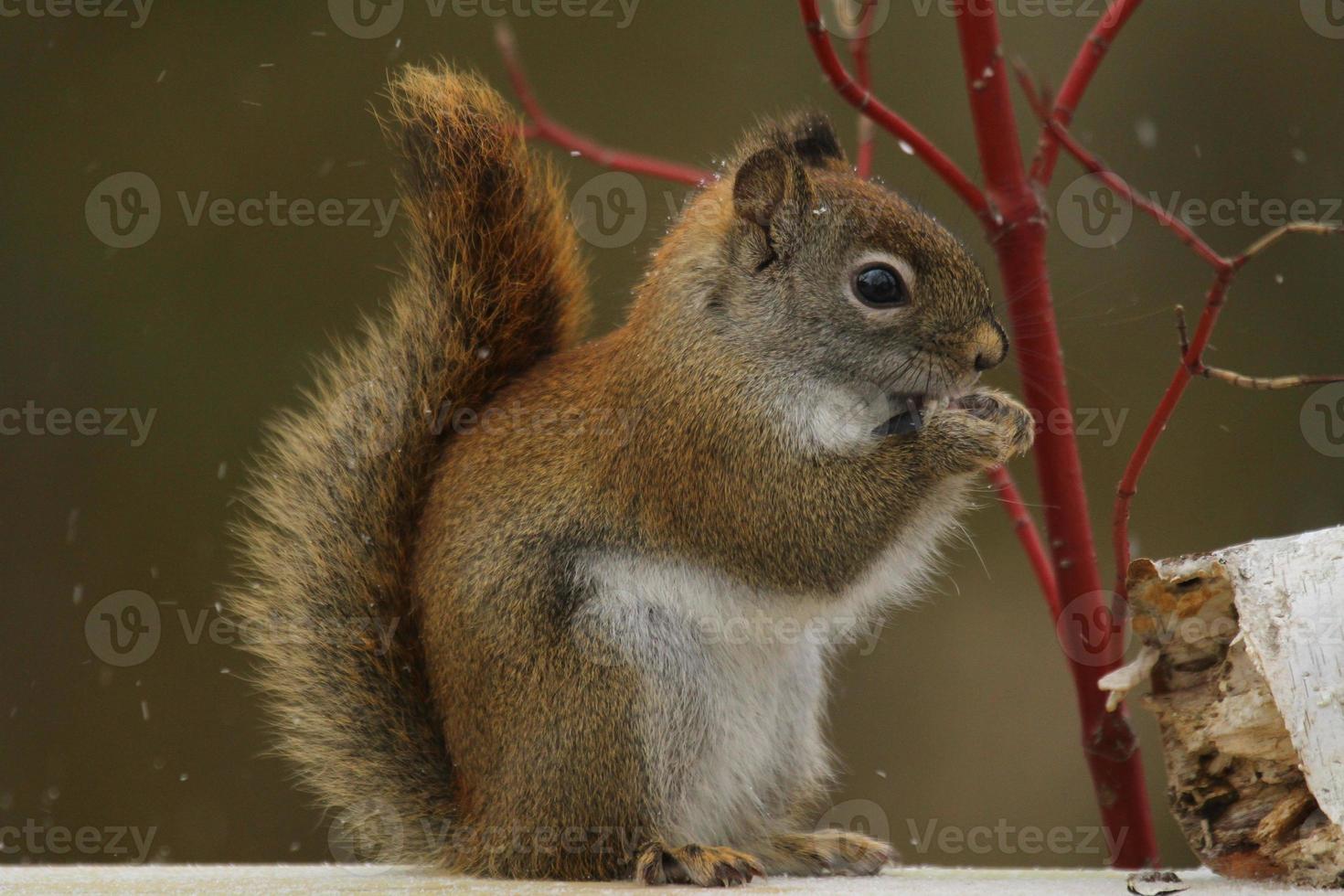 red squirrel in winter photo