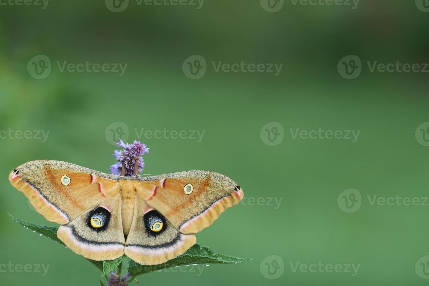 polyphemus moth on anise hyssop photo