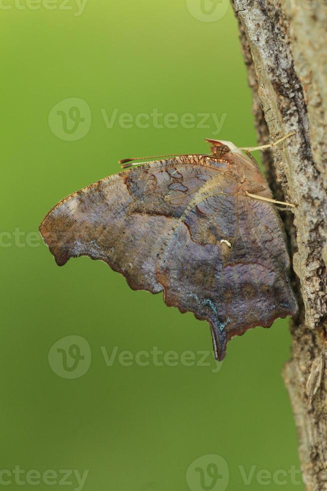question mark butterfly photo